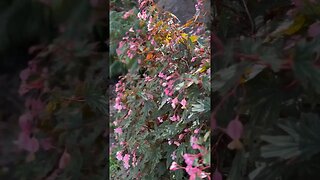 Flowers at Waimea Valley park in winter, northern shore of Oahu Island, Hawaii. #shorts