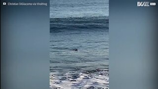 Un pauvre canard se fait surprendre par une vague