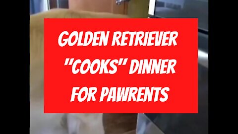 Golden Retriever Dog "Cooks" Dinner for Pawrents, Caught On Camera