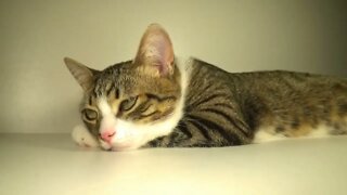 Cat ASMR, for Relaxation and Sleep