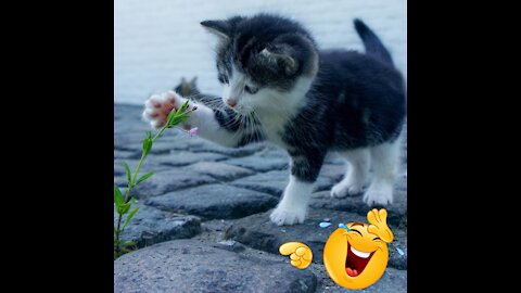 Baby Cats Cute Funny Cat Kittens Compilation Gatos Lindos Chats Mignons Süße katzen قطط مضحكة