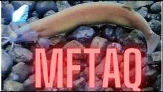 MFTAQ - Fish Talk Friday's Live Stream #11 12ET / 11CT