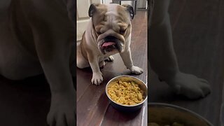 How My Dog Eats 😳 #englishbulldog #dogsofyoutube