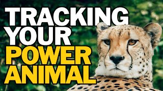 Tracking Your Power Animal