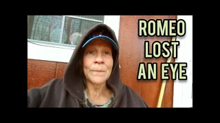 Romeo Lost an Eye - Ann's Tiny Life