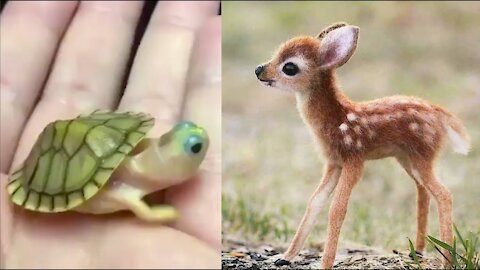 Cute baby animals compilation #3