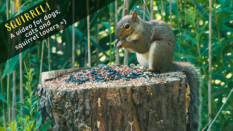 Squirrel! A video for dogs, cats and squirrel lovers =)