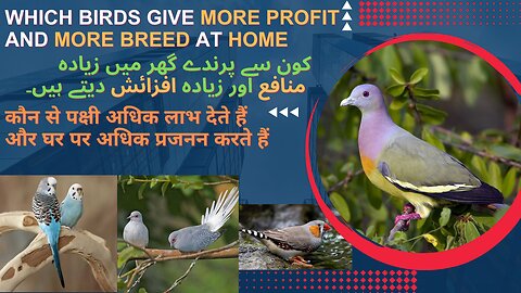 which birds give more Profit & Breed at home #australianparrots #dove #finch