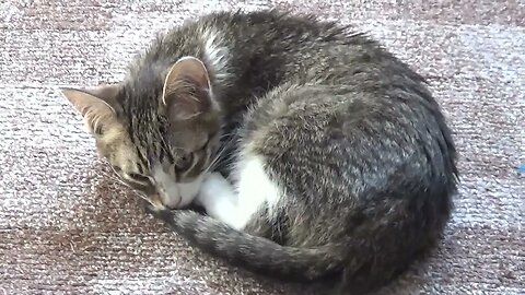 Kitten Sleeps Curled Up Like a Fox