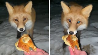 Woman hand-feeds incredibly friendly wild fox