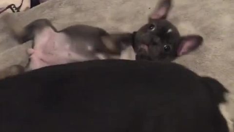 French Bulldog puppy loves to play with daddy