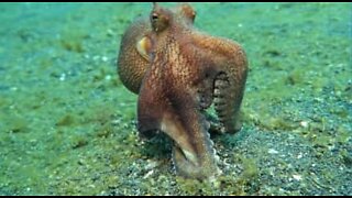 Octopus predatory moves on seabed