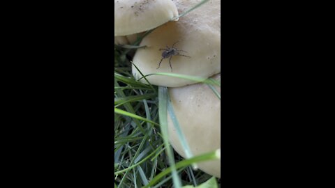 Little spider on a shroom