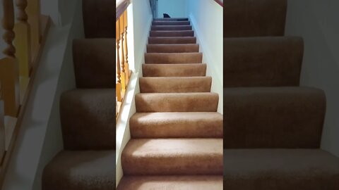 Cat Runs up Stairs