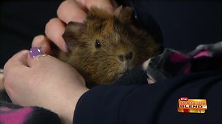 Training Techniques for Small Animals