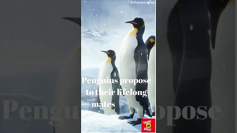 Adorable Love Stories: How Penguins Propose with Pebbles #shortsvideo #shortsvideo #facts