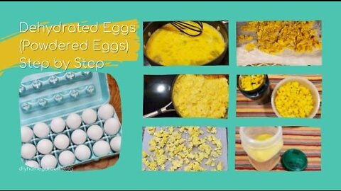 Dehydrated Eggs (Powdered Eggs) in 6 Easy Steps for Long Term Storage