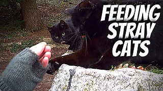 Feeding Stray Cats 😺 Scratched by a Frisky Feral Feline
