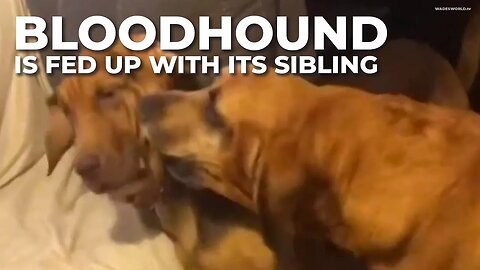 Bloodhound is FED UP with its sibling | #bloodhound #siblings #funny