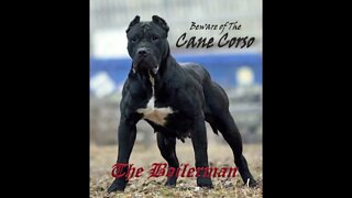 Beware Of The Cane Corso