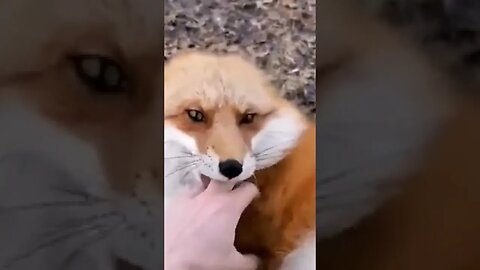 😹Laughing Foxes - The Cutest Video You'll Ever See!🤣 #petvideos