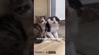 Adorable Kitten Brother Protects Sister #adorablecats #kittens #funnycats #catplaying