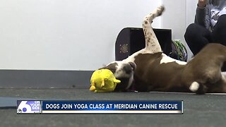 Dogs join Meridian yoga class