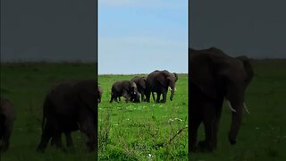 Elephants On Parade #Wildlife | #ShortsAfrica
