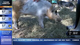 Shelter Farm Sanctuary rescues farm animal from slaughter