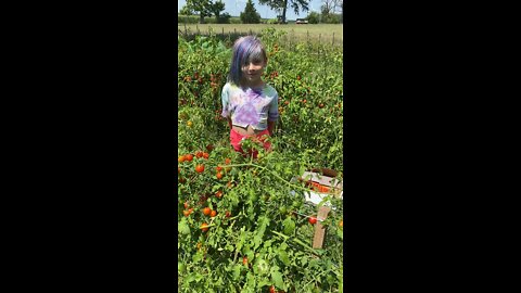 Cherry tomatoes!