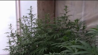 Flowering Cannabis Using Light Dep Week Four