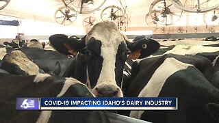 COVID-19 is having a significant impact on Idaho's dairy industry
