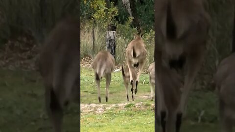Outback Harmony: Emu and Kangaroo Tales #shorts