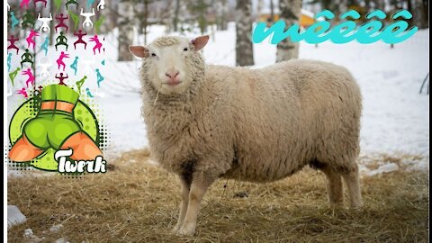 Funny Sheep with people ,funny video 2021