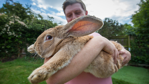 Long Bunny Set To Become World’s Biggest Rabbit