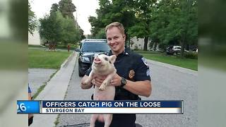 Sturgeon Bay Officers catch loose pig