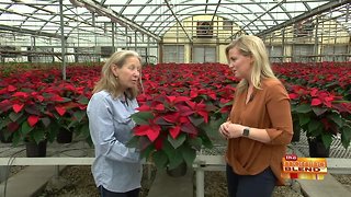 Poinsettias, Trees, Wreaths, and More!