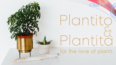 Plantito & Plantita / For the love of plants / Chill Tourguide Videos