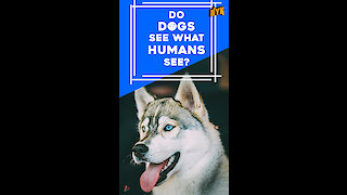 Do dogs see what humans see? *