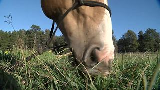 Horses exposed to disease wanted by officials