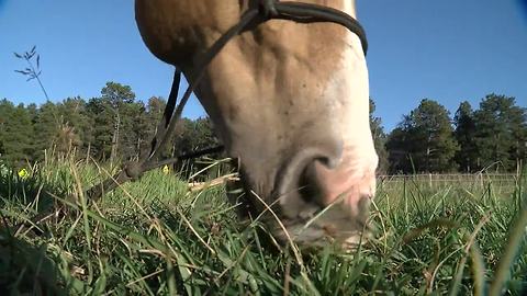Horses exposed to disease wanted by officials