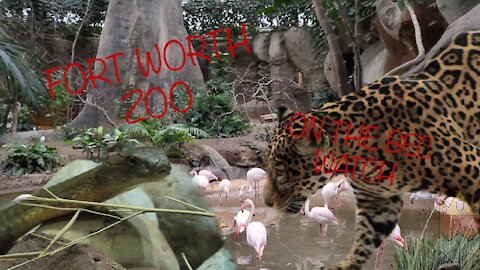 BEC Watch Entries: #9 Fort Worth Zoo