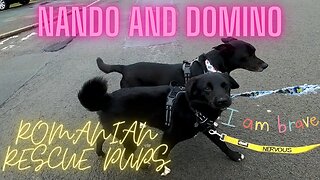 Very nervous Romanian rescue dogs find their confidence