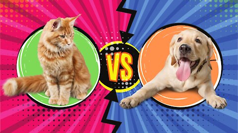 Cats Vs Dogs!🤣😂