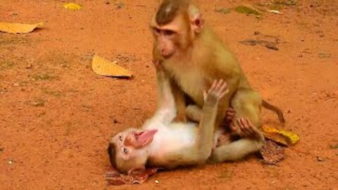 😜😂Oops, Baby Rojo is attractive with best friend, So funny baby monkey Rojo😂😜