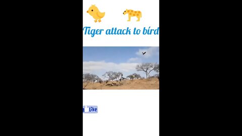 Tiger attack to bird 🐦#shorts #shortsfeed #youtubeshorts