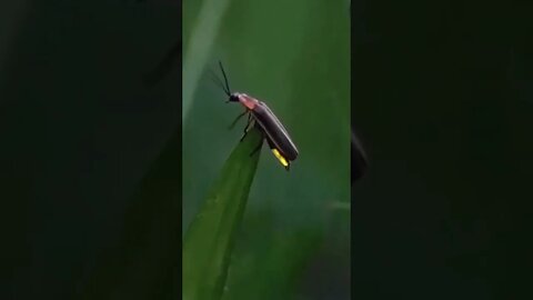 Fireflies get their name from the fact that their eggs, larvae and adults are able to glow.