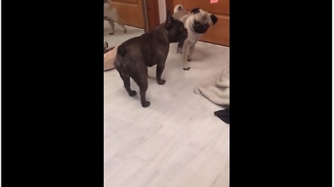 Caring Bulldog Loves To Brush His Big Brother's Fur