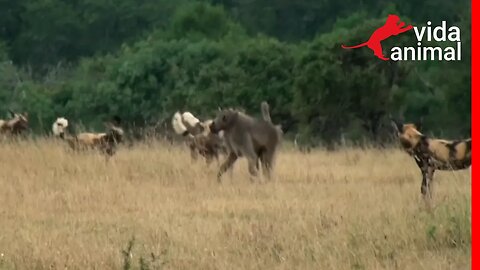 BABUÍNO É CERCADO POR CÃES SELVAGENS AFRICANOS - VIDA ANIMAL