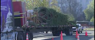 US Capitol Christmas Tree goes to DC for decorating